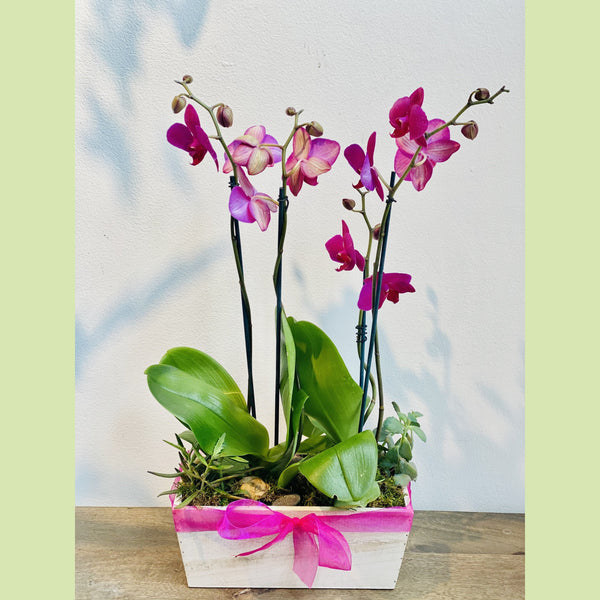 Orchid Garden – NE Flower Boutique