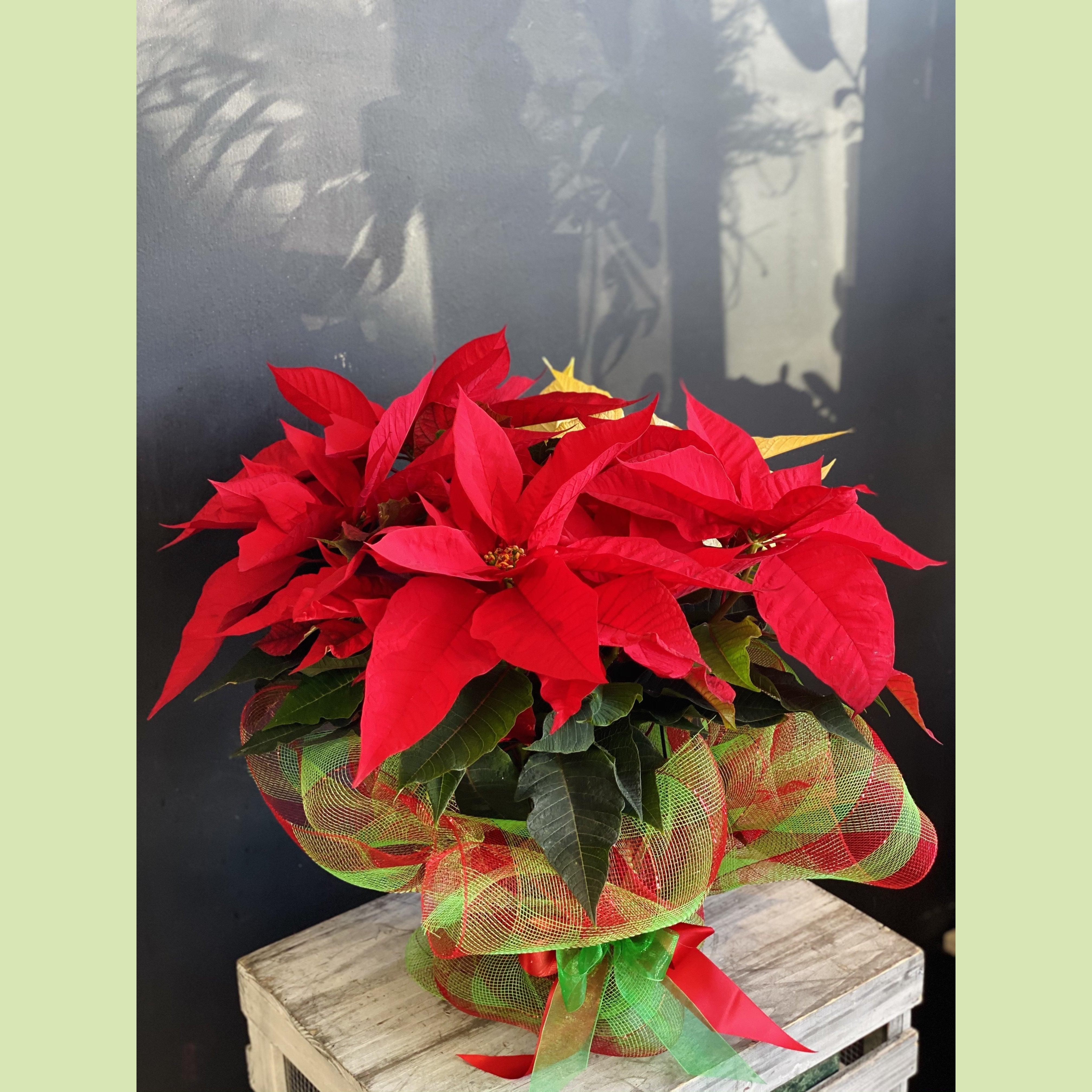 Red Poinsettia NE Flower Boutique